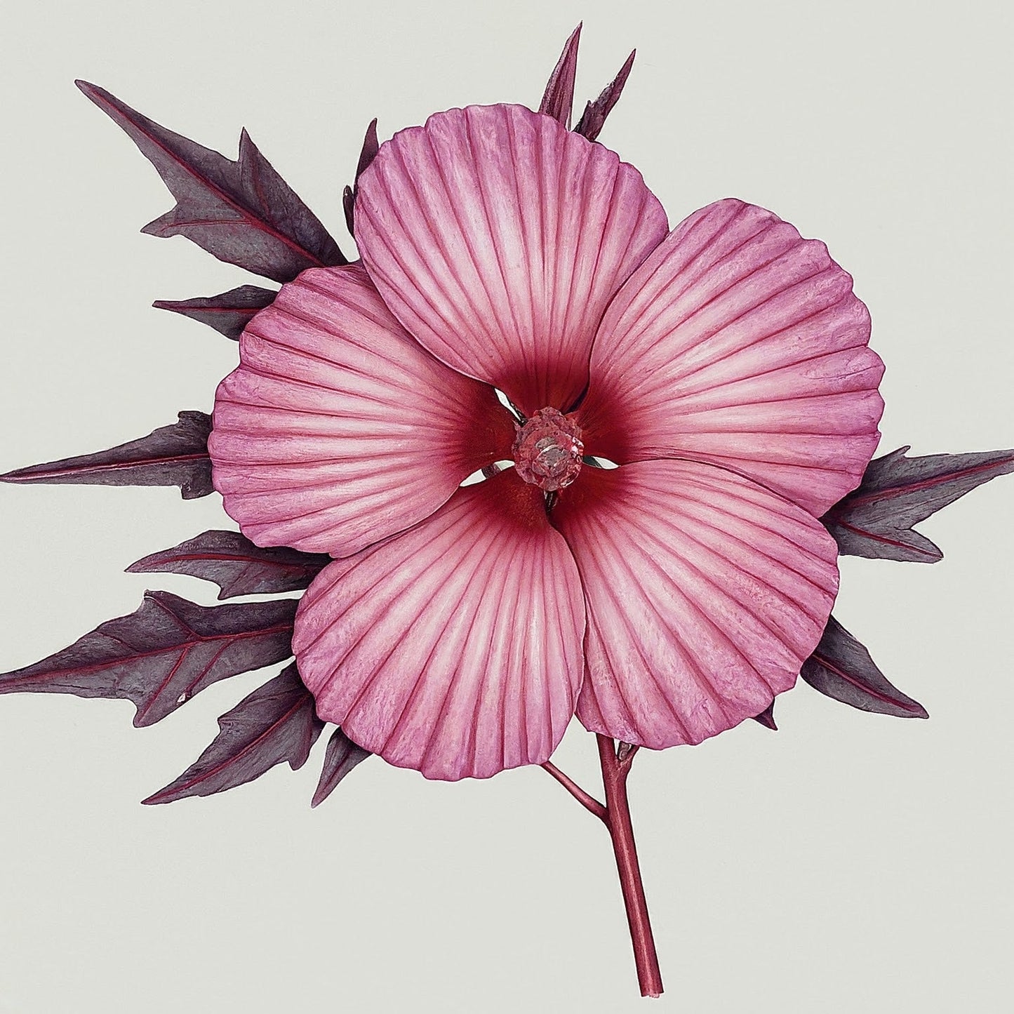 Cranberry Hibiscus (Hibiscus acetosella)