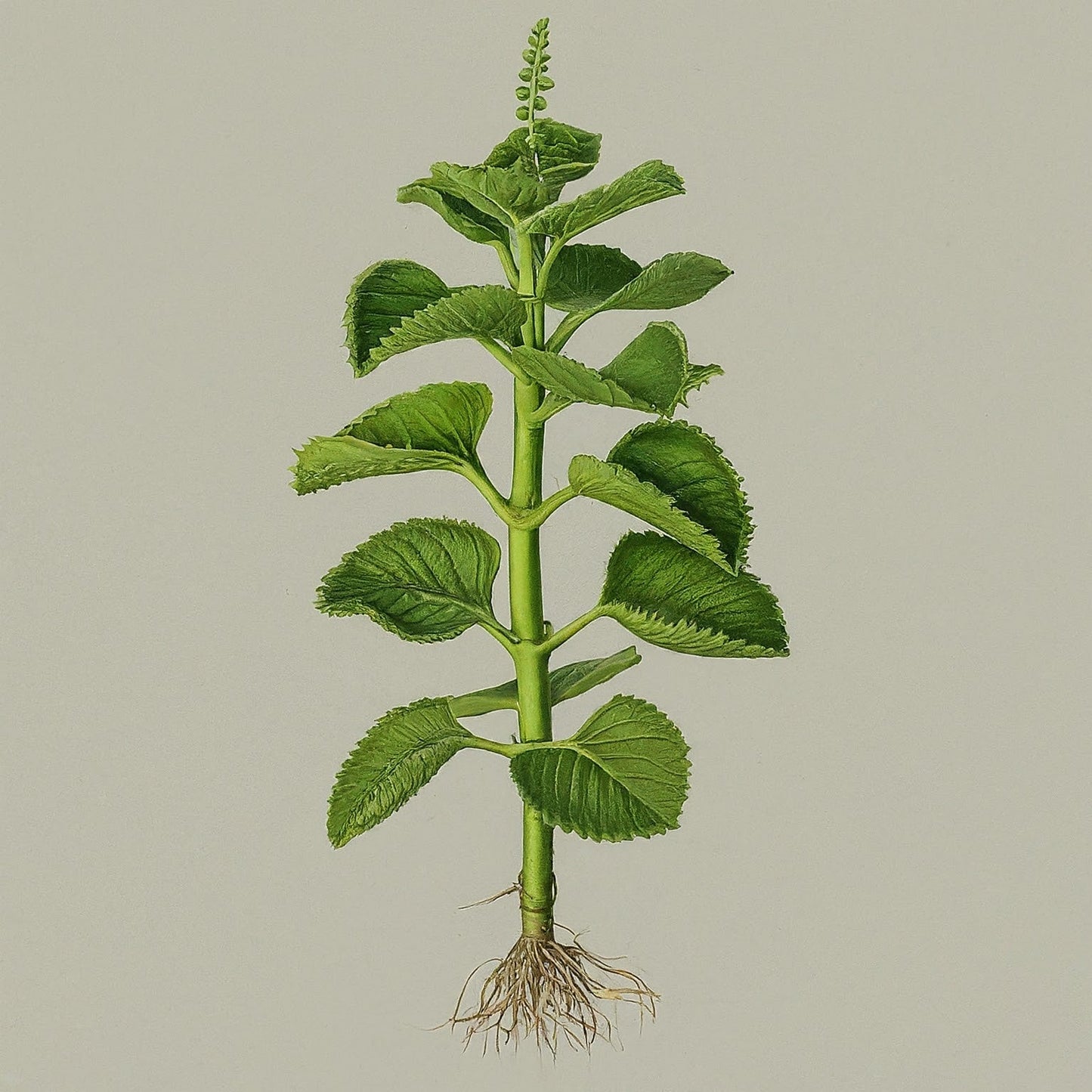 Cuban Oregano (Plectranthus amboinicus)