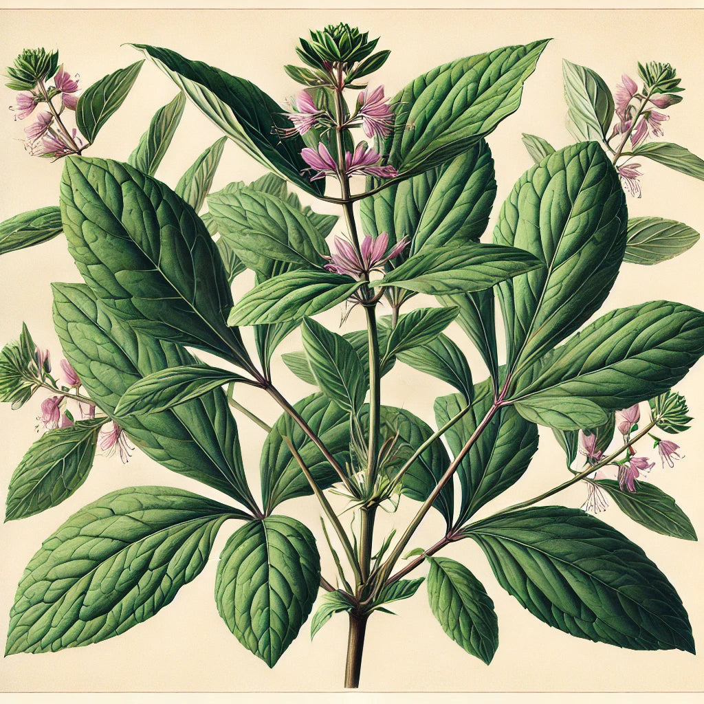 Ginseng Leaf (Talcum fruticosum)