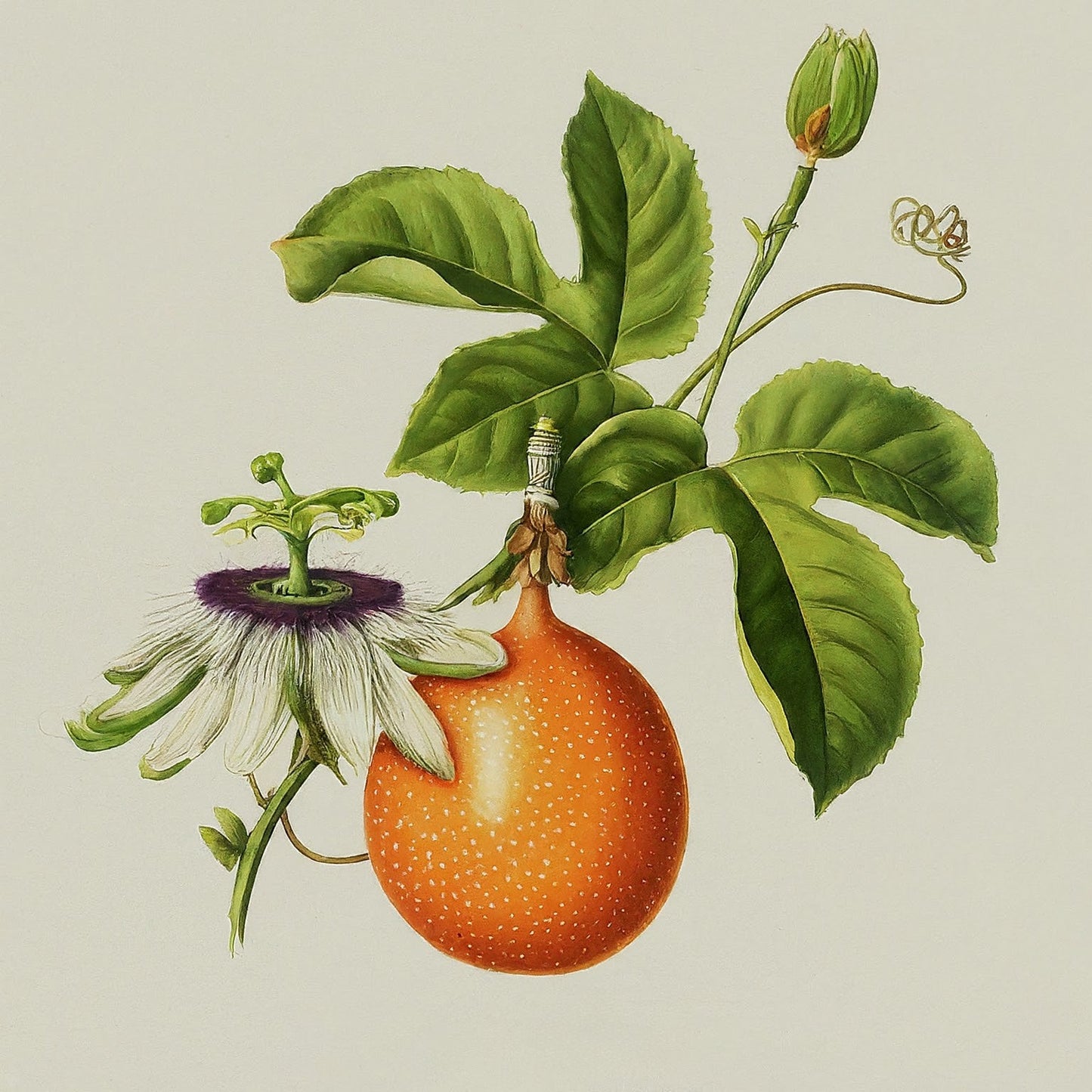 Granadilla (Passiflora ligularis)
