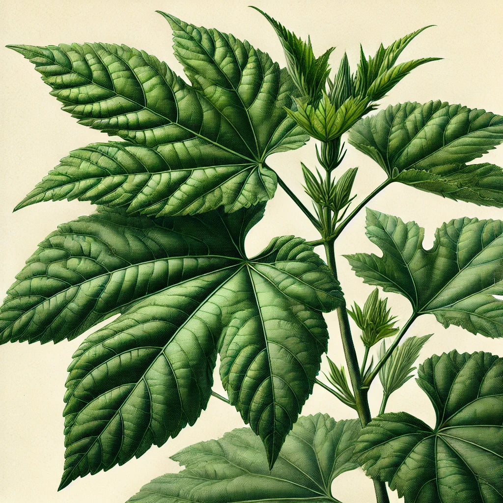 Green Hibiscus Leaf (Hibiscus rosa-sinensis)