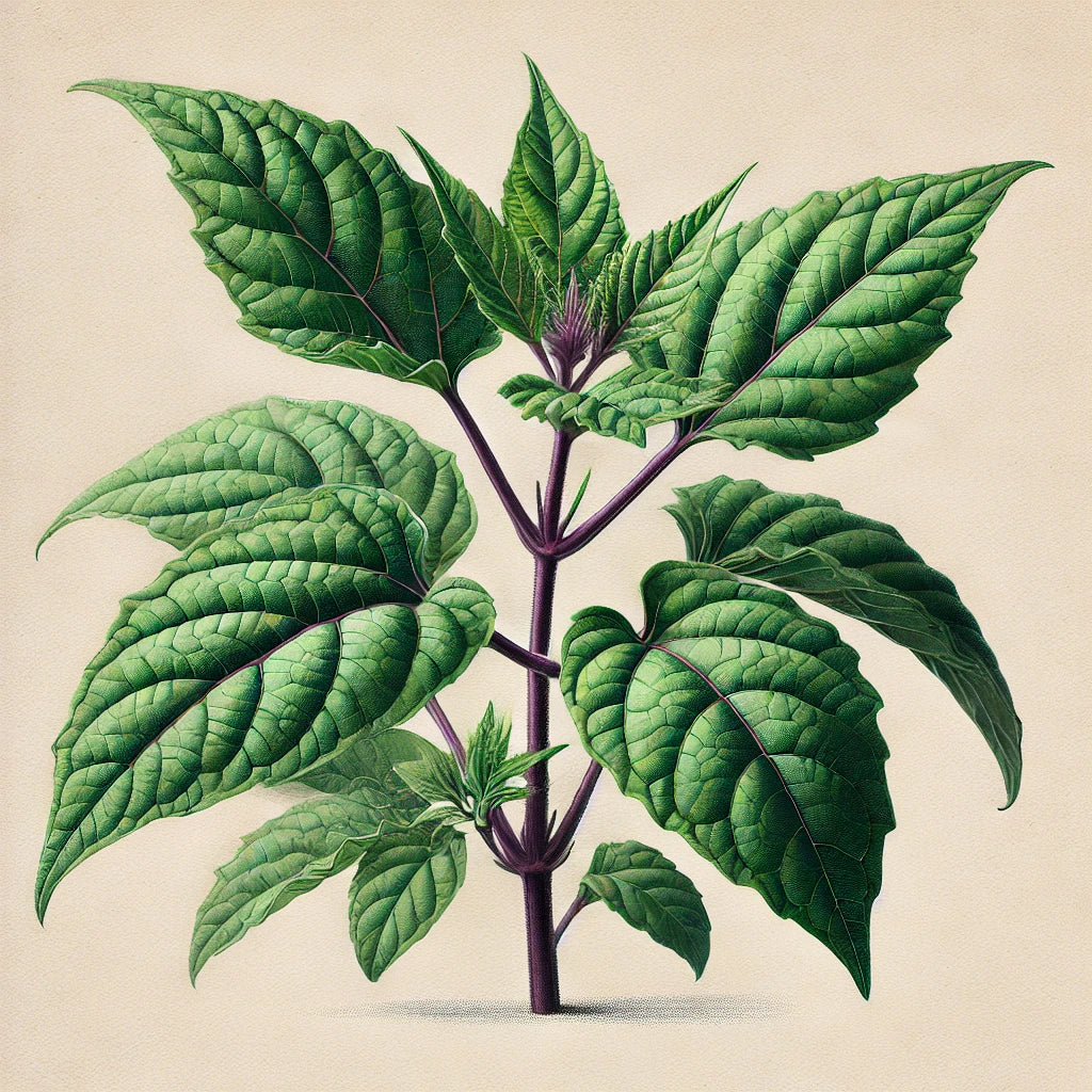 Gynura divaricata (Daun dewa)