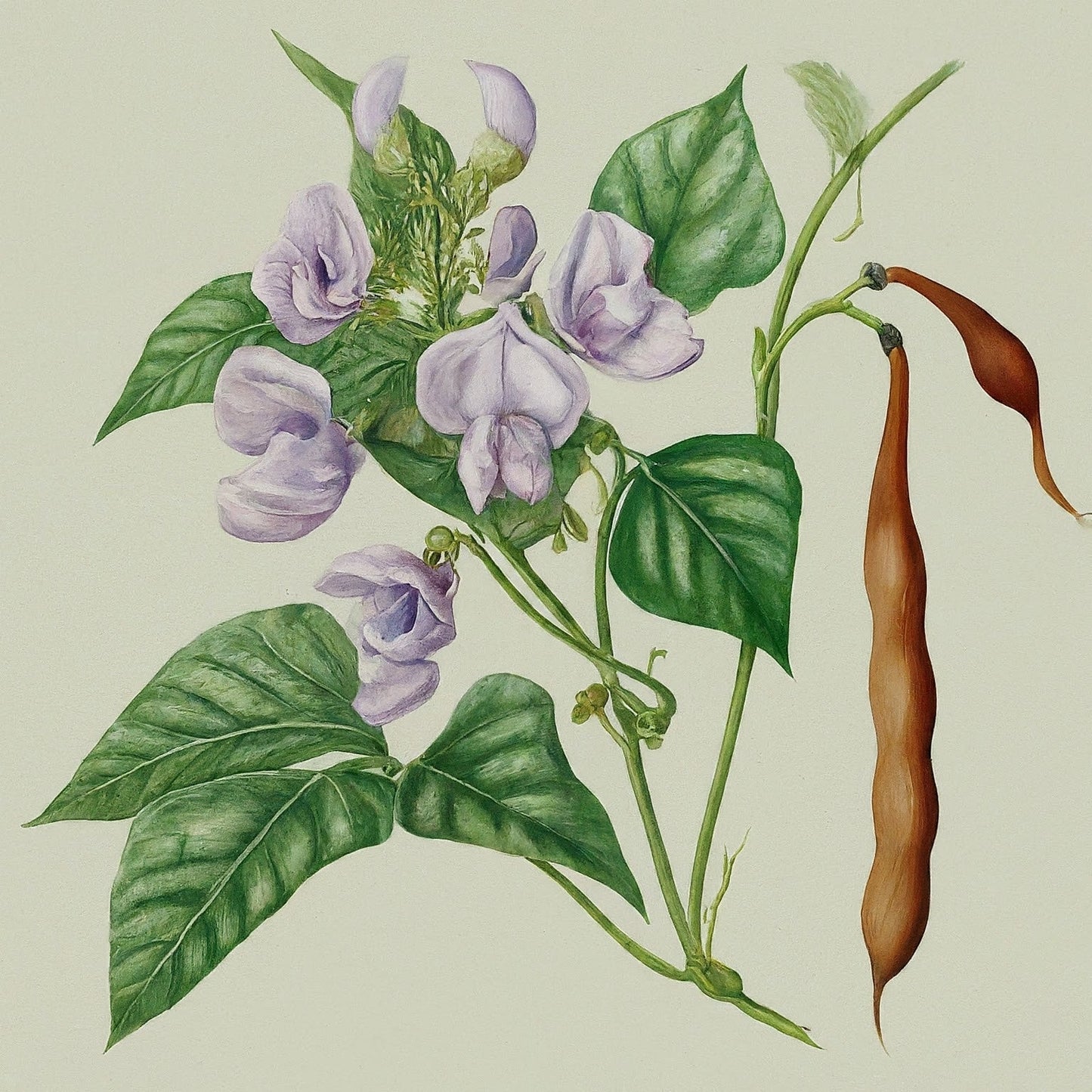 Jack Beans (Canavalia gladiata)