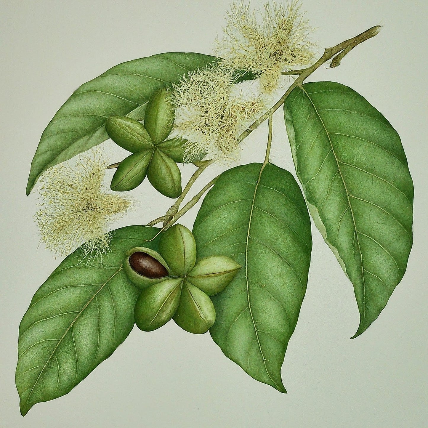 Kacang inka (Plukenetia volubilis)