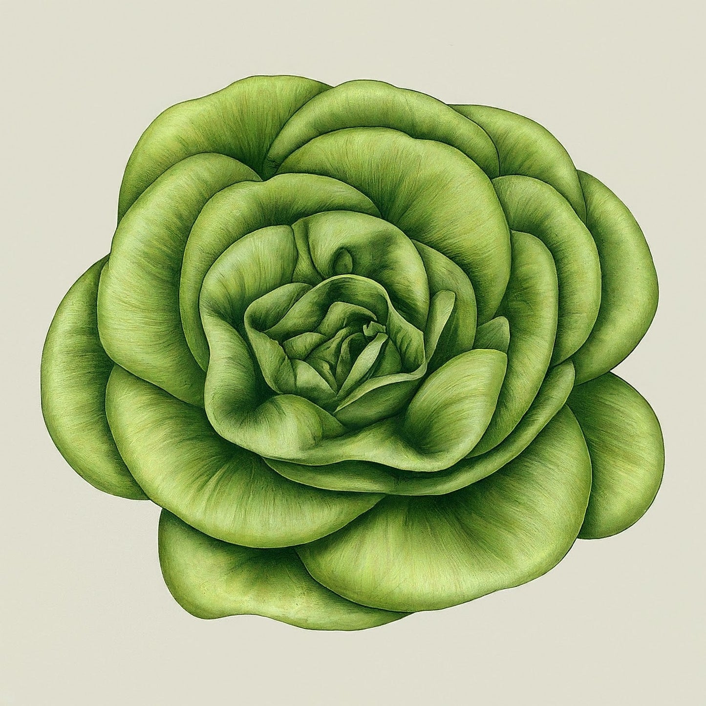 Lettuce (Lactuca sativa)