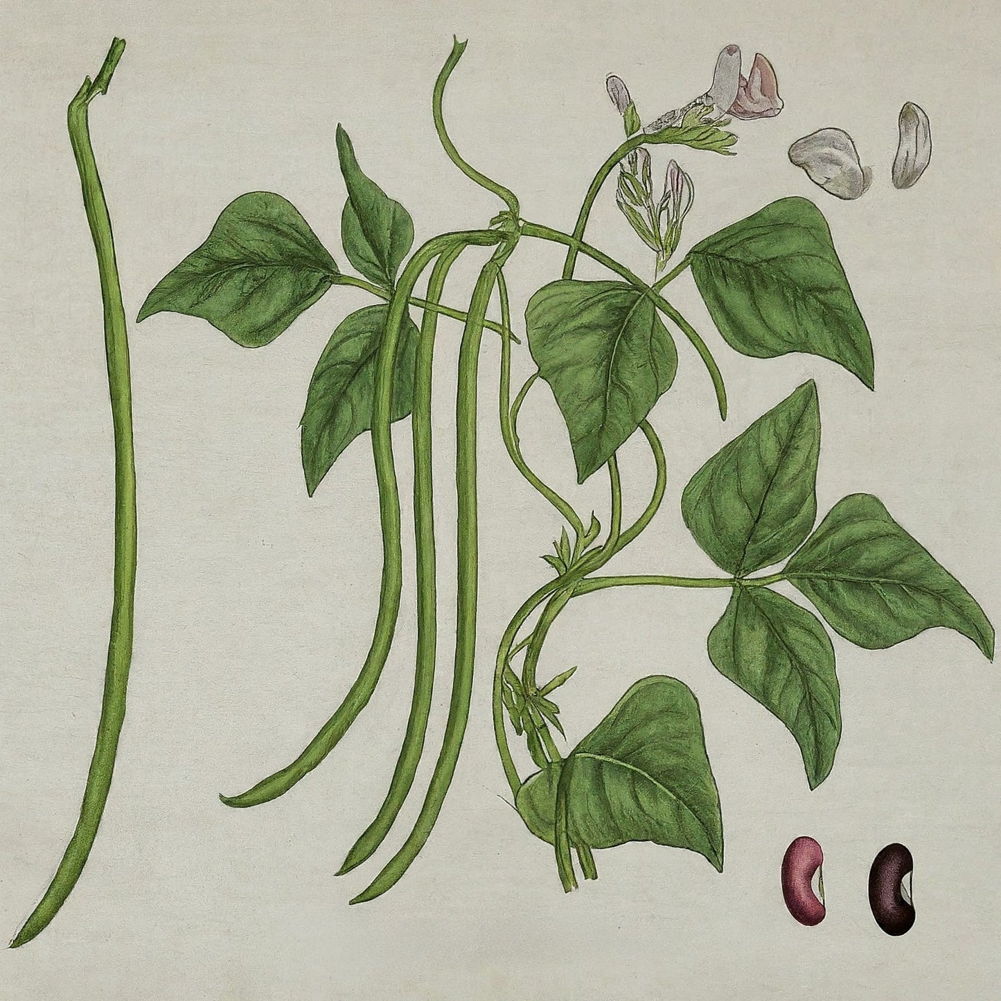Long Beans (Vigna unguiculata)