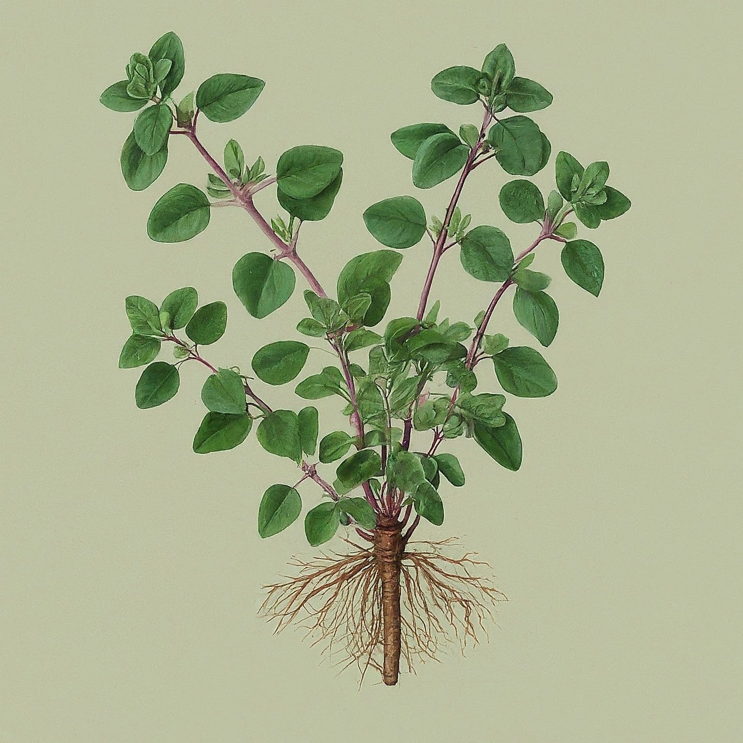 Oregano (Origanum vulgare)