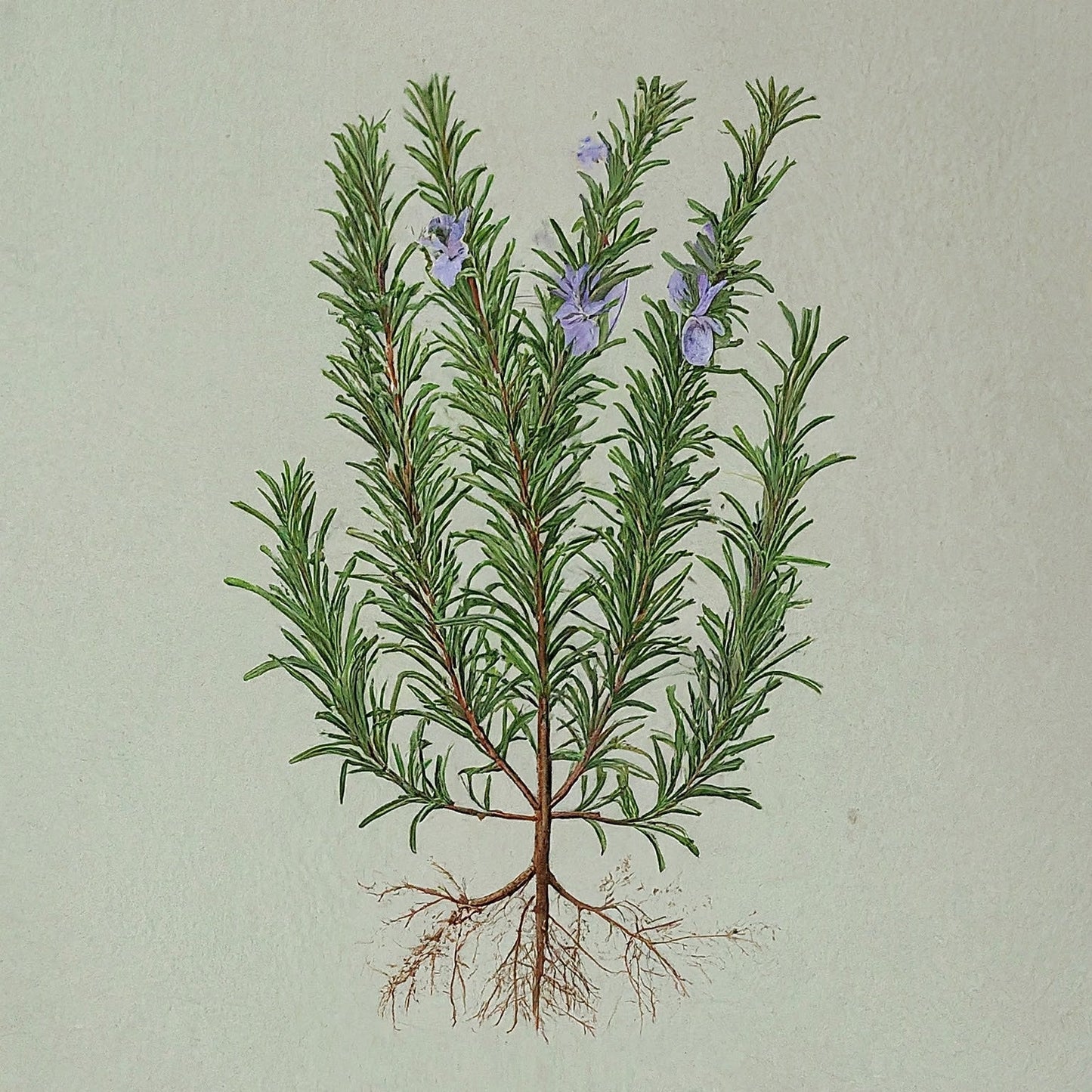 Rosemary (Rosmarinus officinalis)