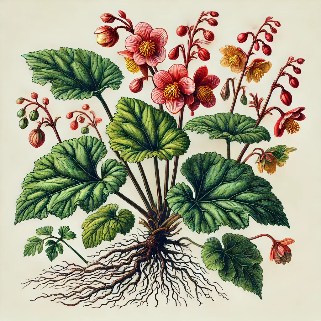 Begonia (Begonia spp.)
