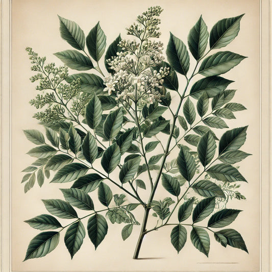 Curry Leaf (Murraya koenigii)