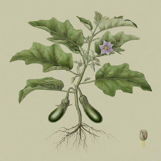 Eggplant Green - Perennial (Solanum melongena)