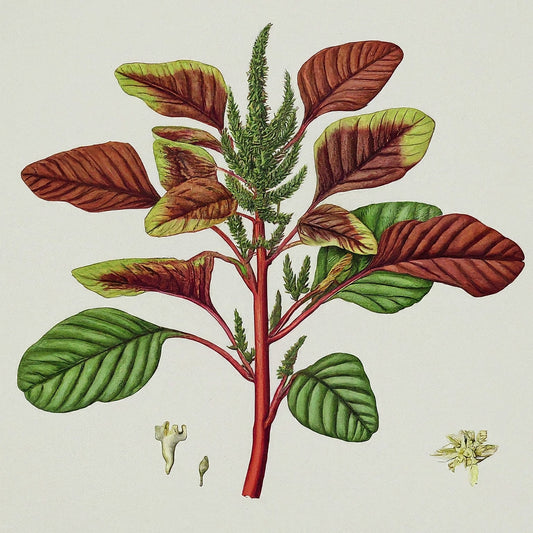 Local Bali Spinach (Amaranthus tricolor)
