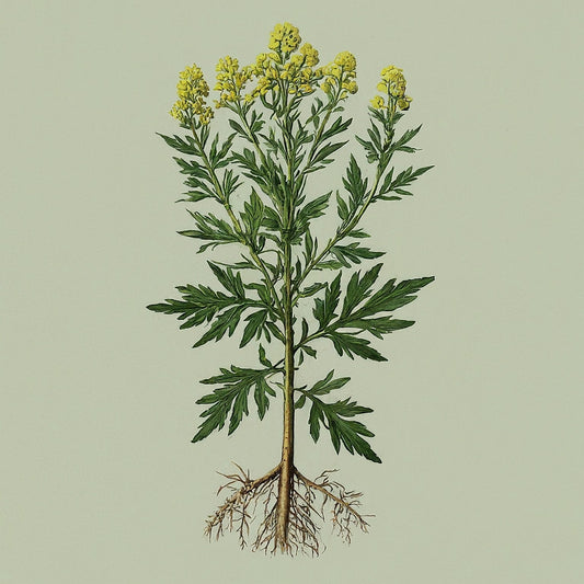 Mugwort (Artemisia vulgaris)