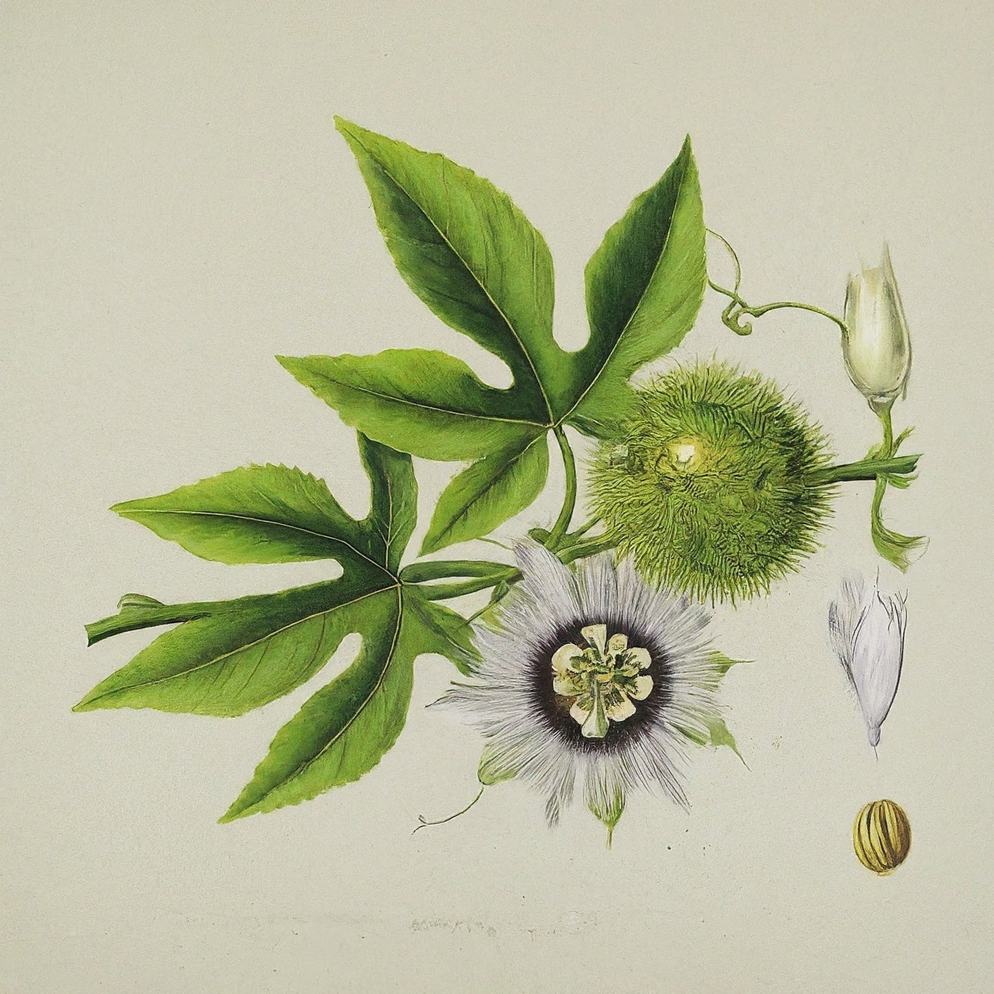 Wild Passionfruit (Passiflora foetida)